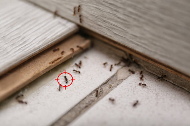 Best Pest Control Near Me in Ridgefield Park, NJ