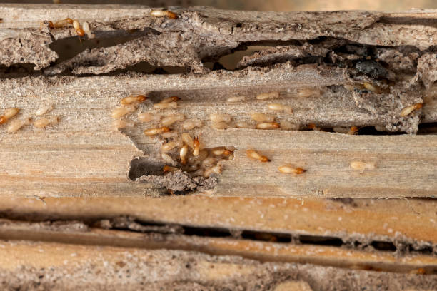 Best Commercial Pest Control Services  in Ridgefield Park, NJ